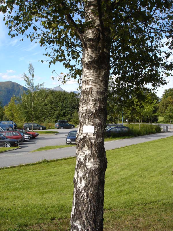 Implementation sticker in Volda Norway