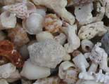 shells